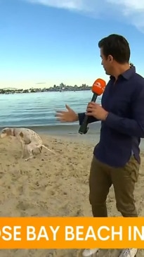 "Not on camera, mate!": Dog hilariously interrupts live TV segment