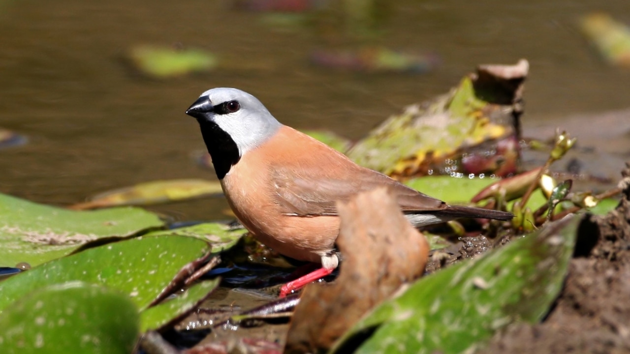 Adani clears major hurdle as Qld govt approves company's wildlife protection plan