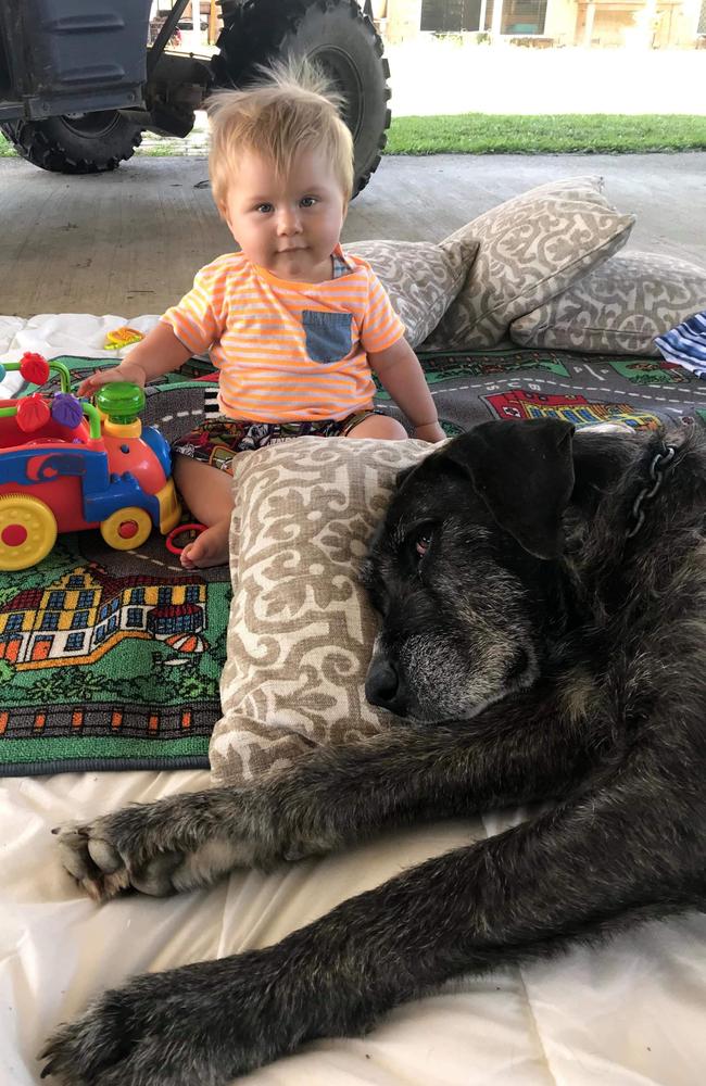 Cash the Great Dane wolfhound cross with Katrina’s then-one-year-old nephew, Jack Gaunt. Picture: Katrina Burley