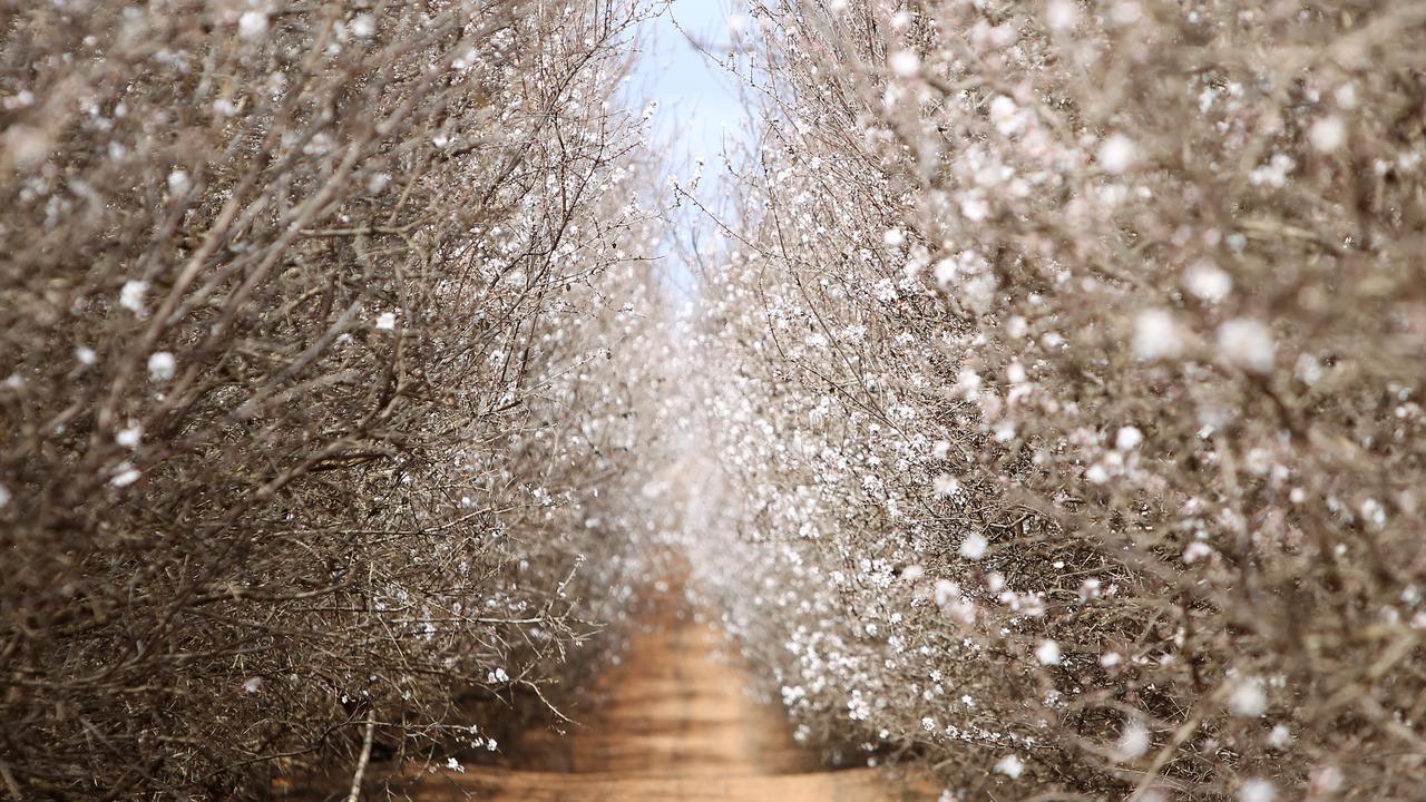 Almond bloom ‘as bright as they’ve ever seen’