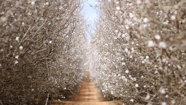 Almond pollination at Boundary Bend. Picture: Dale Webster