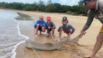 The nurse shark that was reeled in by Ryder, Blake and Deagan. Picture: Supplied
