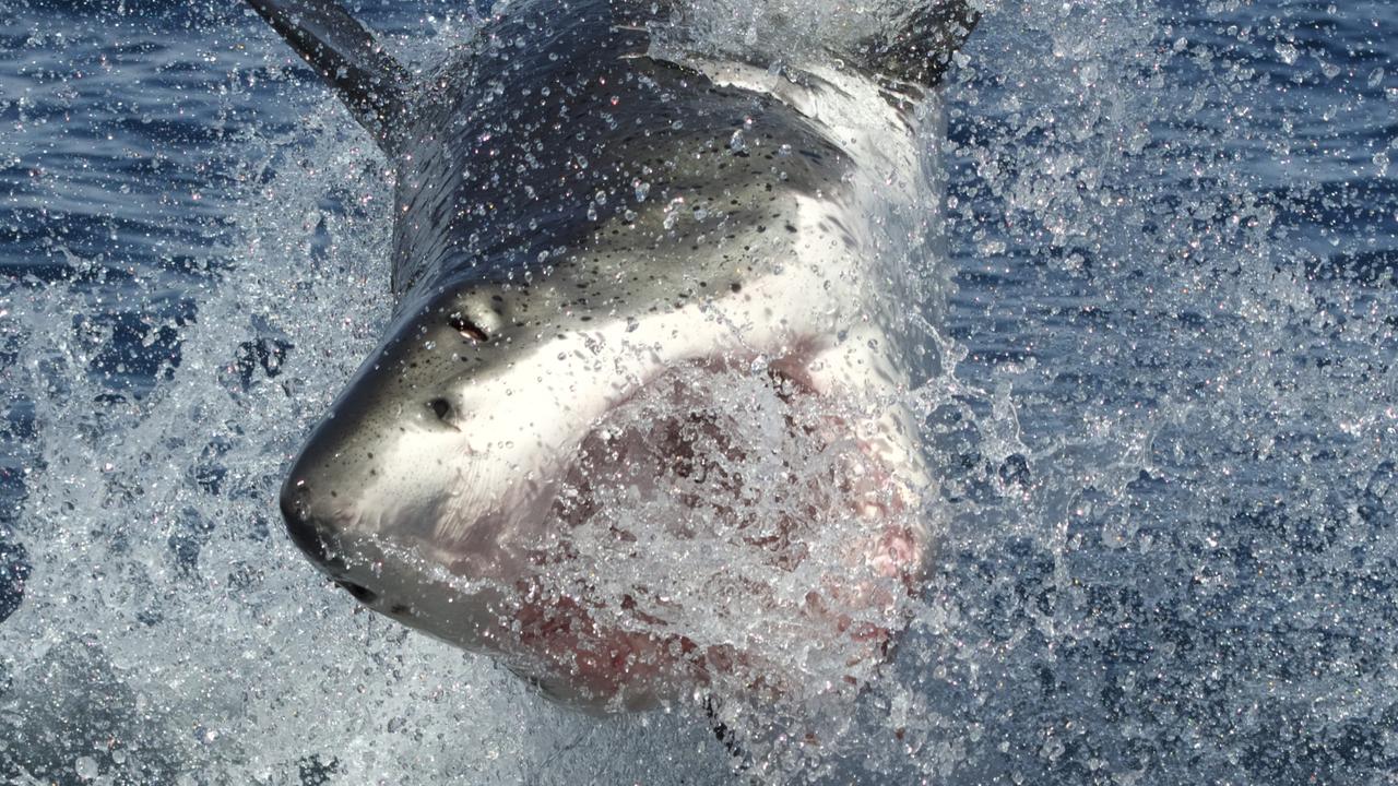 Pow: A great white breaches off the Neptunes. Picture: Andrew Fox 