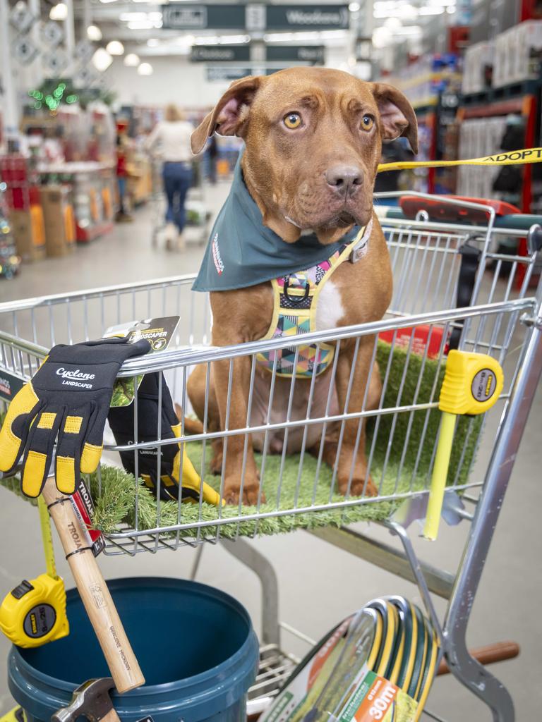 Jessie the dog in a Bunnings store. Picture: Wayne Taylor