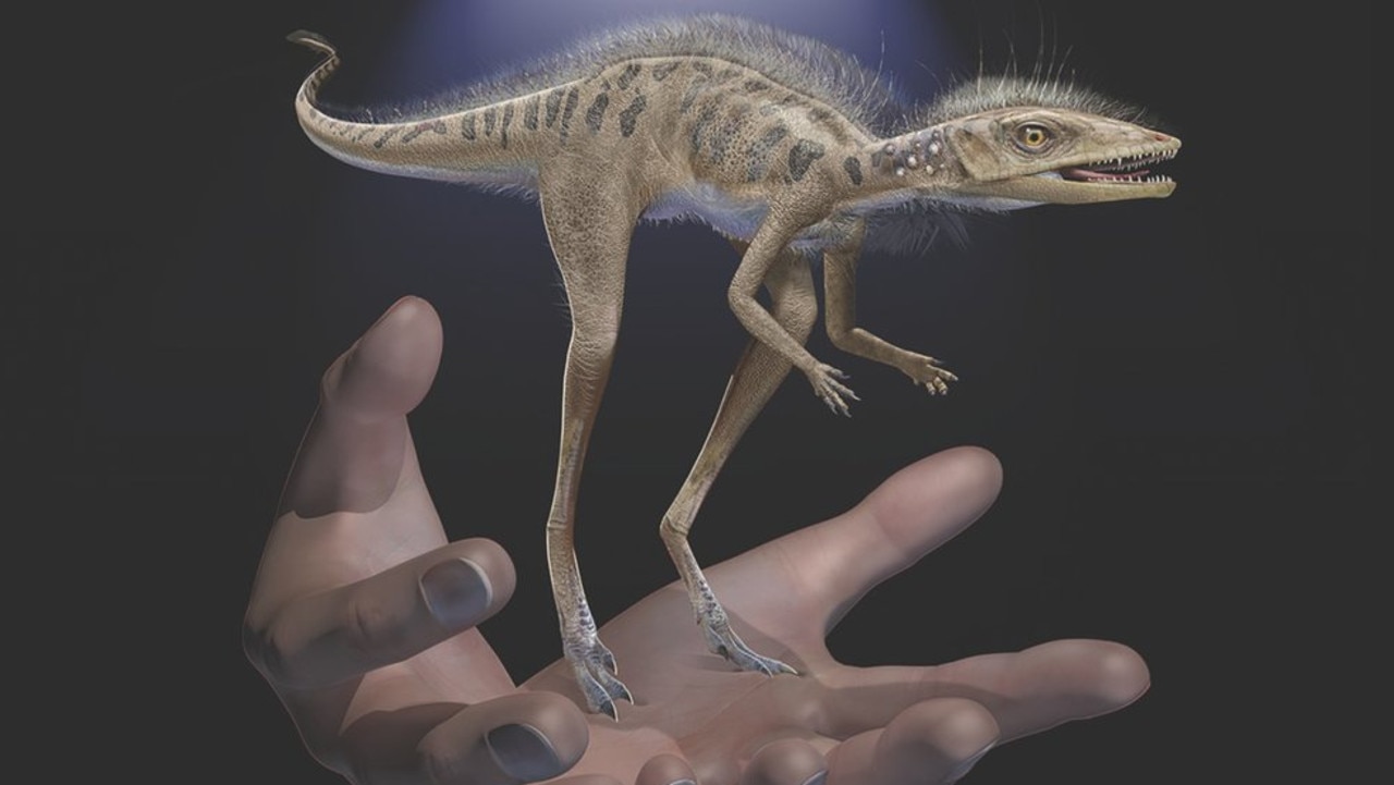 This illustration provided by the American Museum of Natural History depicts a Kongonaphon kely, shown to scale with human hands. Picture: Frank Ippolito/American Museum of Natural History via AP