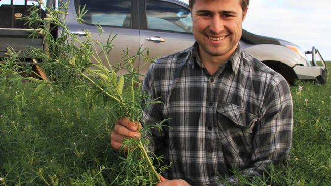 Clay Gowers in his family's lupin crop near Carwarp