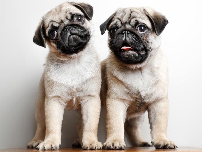 11-week-old Pugs Bentley and Porsche breed by Debbie Cummings who runs a dedicated small kennel in Werombi. She is a Member of Dogs NSW and is committed to their principals in the ethical breeding and education to promote responsible dog ownership. A recent investigation into Gumtree has revealed that over 100 puppy sellers are still Ã¢â¬Ëbreaking the rulesÃ¢â¬â¢ for advertising animals online, in the last month alone. Picture: Jonathan Ng