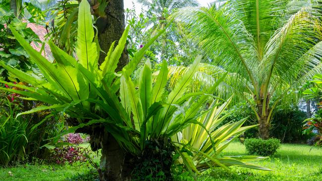 For a rainforest garden, plant bird’s nest ferns in well-drained, partly shaded spots.