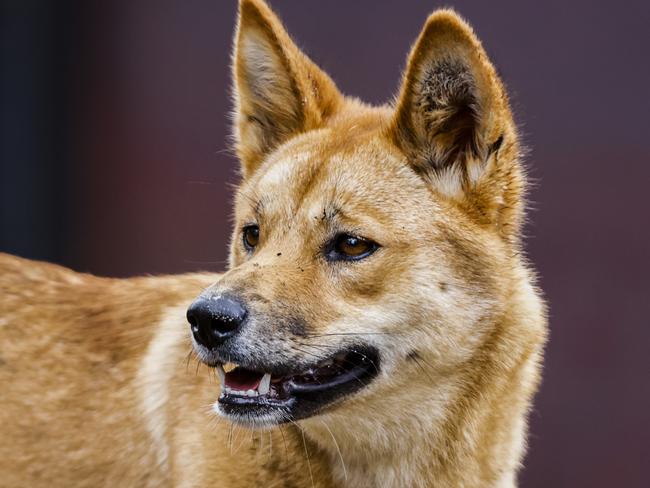 SYDNEY, AUSTRALIA - APRIL 06: A dingo looks on from it's new habitat on April 06, 2023 in Sydney, Australia. Nura Diya Australia features 23 unique and iconic Aussie species. It allows visitors to stroll amongst Kangaroos, come paw-to-paw with Dingo pups and walk within the tree canopy to see Koalas up close, the zoo says. These animals are some of the oldest and most rare wildlife and found nowhere else on earth. (Photo by Jenny Evans/Getty Images)