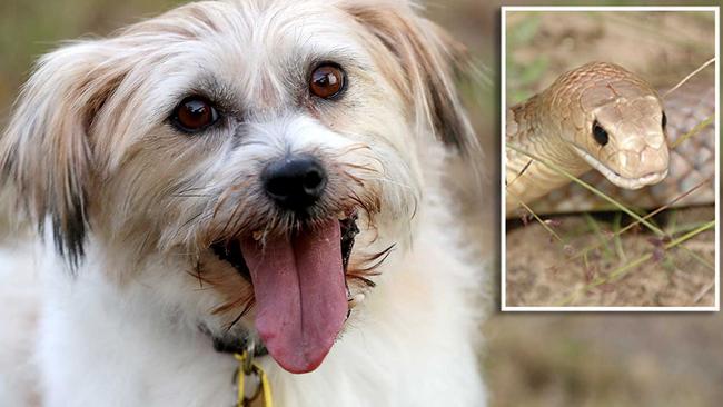 Reggie the terrier takes snake invasions extremely seriously.