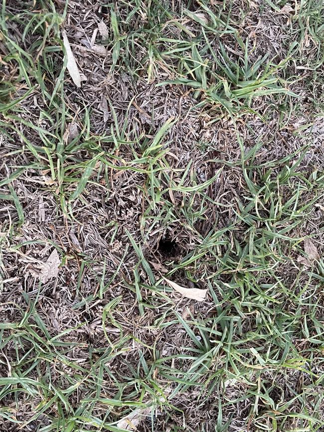 Holes left by the display in the grass at Sturt Reserve