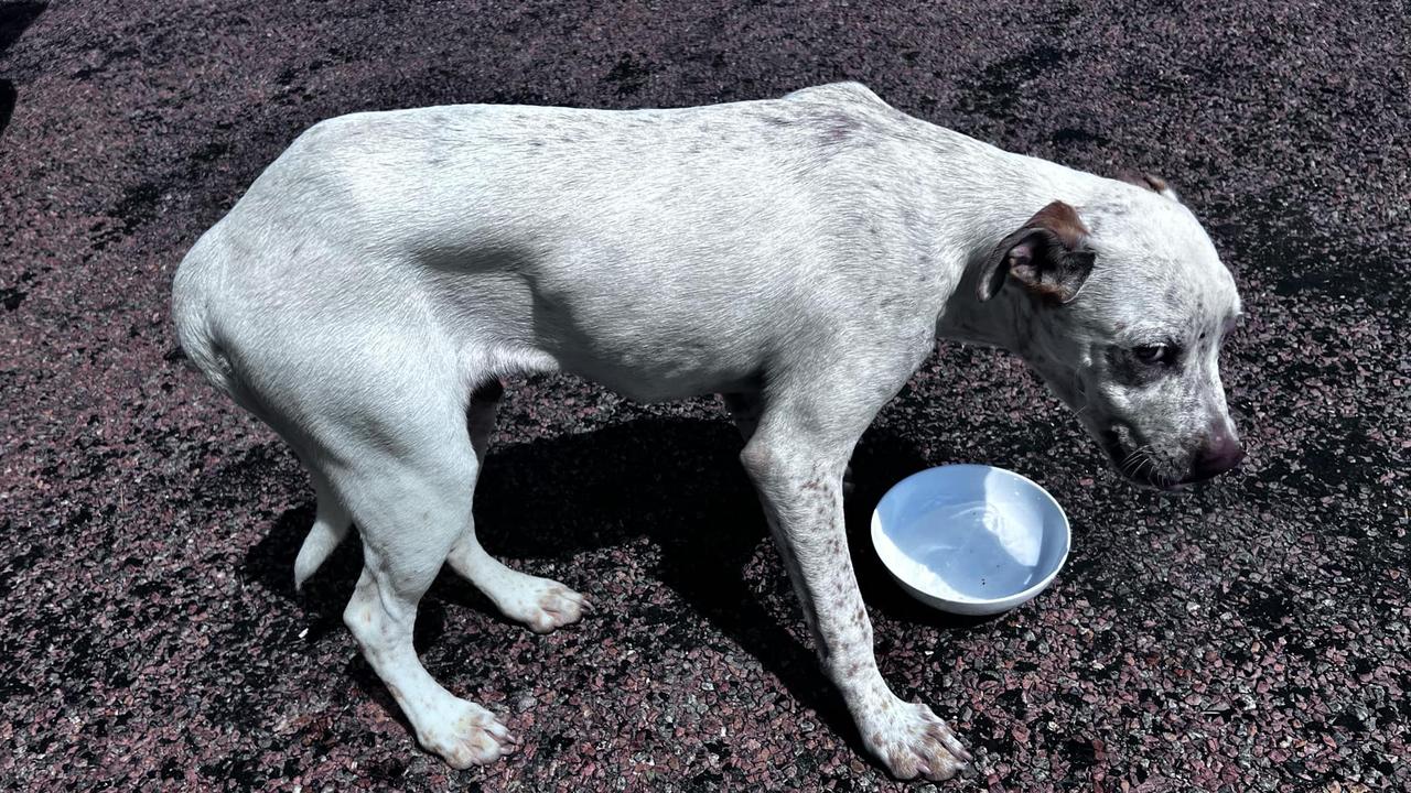 ‘Wouldn’t have survived long’: Puppy found on Flinders Hwy