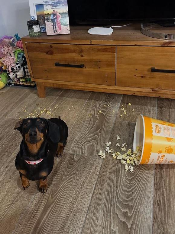 Cheeky Valerie the popcorn thief at home. Picture: Instagram