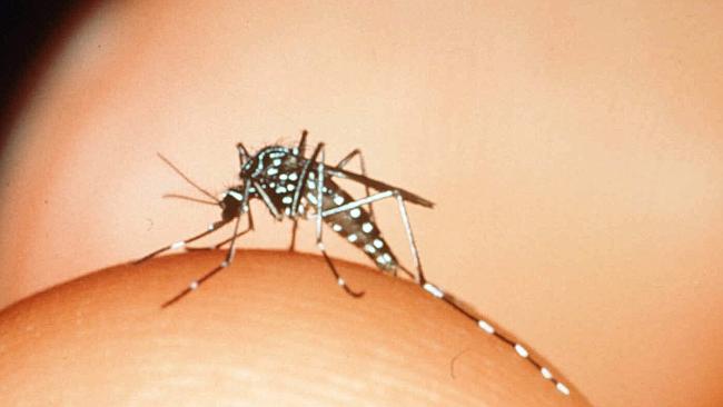  mosquito Aedes notoscriptus pic/courtesy UQ/Entomology/dept insects mosquitoes transmits Ross River & Barmah ...