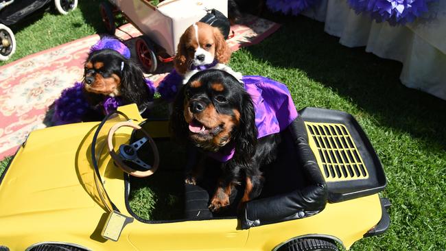 A double dog wedding in Leonay.