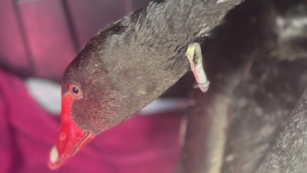 WATCH: Black swans reunite after rescue