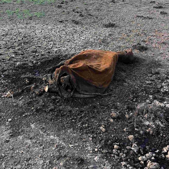 Caption: Dead cows pictured on the banks of the Bjelke-Petersen Dam have raised fears of a biosecurity hazard., Picture: Supplied