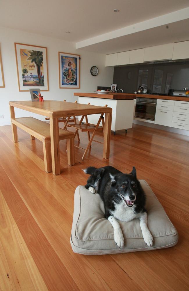 qld-laws-compel-landlords-to-allow-pets-in-apartments-the-courier-mail