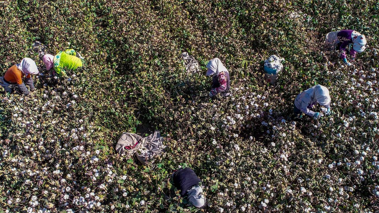 Farmers picking cotton in a field in Xinjiang region. Picture: AFP