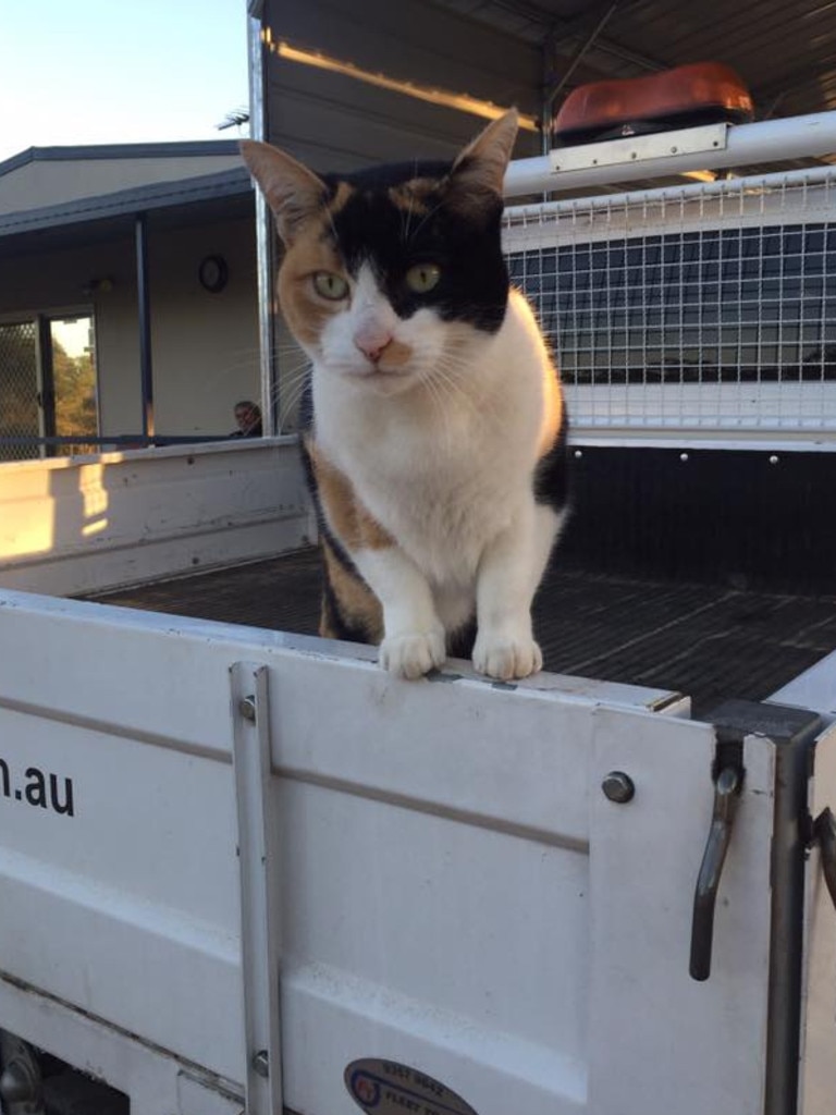 Most people have a dog on the back of their work vehicle....we have Miss Kitty. Picture: Kat Kimlin. Coolest Cat photo competition. Quest Community News and Courier Mail