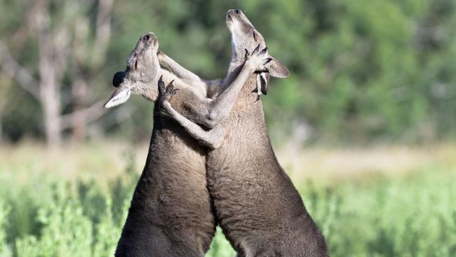 Eastern grey kangaroo (Macropus giganteus) two males boxing, Victoria, Australia.