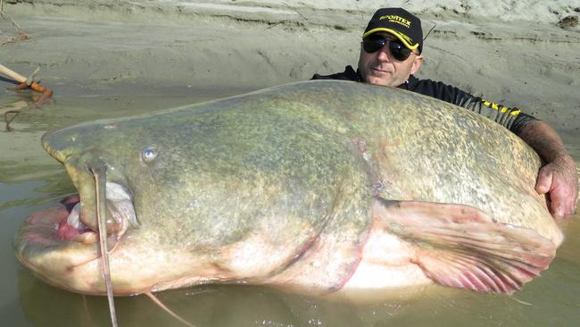 Italian angler Dino Ferrari with a massive Wels catfish that measured 2.67m and weighed 127kg. Picture: Sportex Italia/Facebook