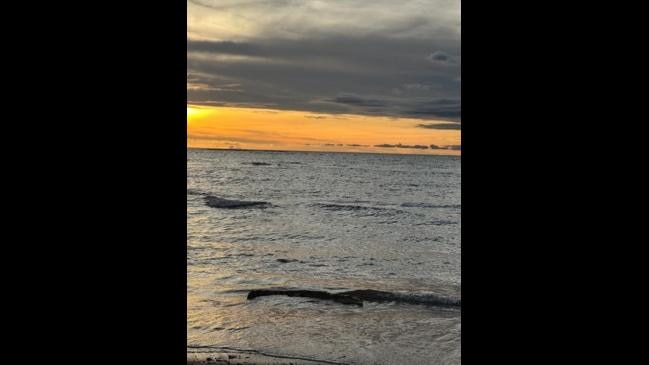 Crocodile filmed on the shore at Rapid Creek beach, Darwin, Northern ...