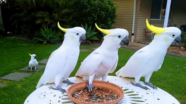 These very gregarious sulphur-crested cockatoos made themselves right at home in John Robinson's yard. Picture: John Robinson