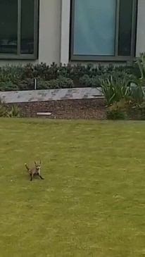 Fox spotted at Victoria's Parliament House