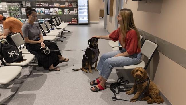 Lia Kim and Elise Heinz wait with their dogs, Molly and Bobo, to learn how their friend, Pete, the pug, is doing. Picture: Mark Cranitch