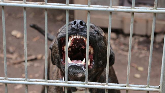 Trista Lee Mollross, 37, and Anthony Michael Blackaby, 46, both pleaded guilty to aggravated animal cruelty relating to two separate incidents that occurred on 27 February and 7 March, 2024.