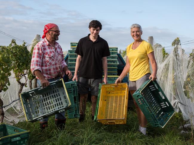 Big Sky winemakers Jeremy Corban, left, and Katherine Jacobs, right, with their son Gabriel Jacobs Corban at their vineyard in Martinborough, New Zealand.