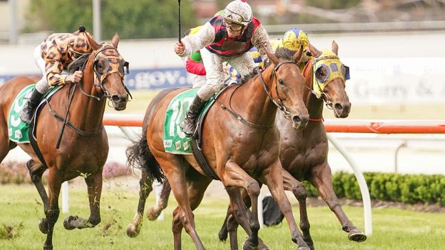 Grand campaigner King Magnus will have his first crack at 2000m at Flemington on Saturday. Picture: Racing Photos via Getty Images.