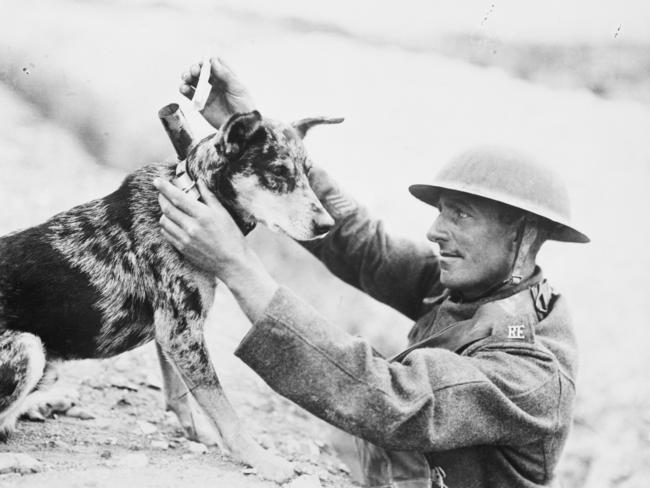 ‘Animal heroes’ who served alongside Aussie soldiers in wartime