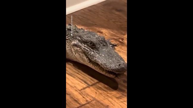 Alligator sneaks into home | The Courier Mail