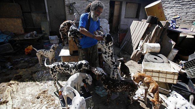 Nestor Vergara, 55, pets one of his 42 Dalmatians in the backyard of his modest home, in Padre Hurtado, a town on the outskirts of Santiago, Chile.