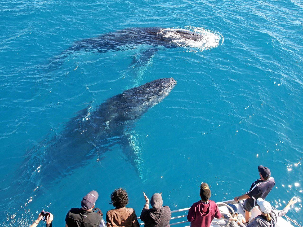 Whale watching Hervey Bay | The Courier Mail