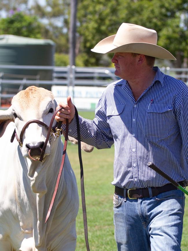 A competitor walks his beast before the judge at the 2023 Murgon Show.