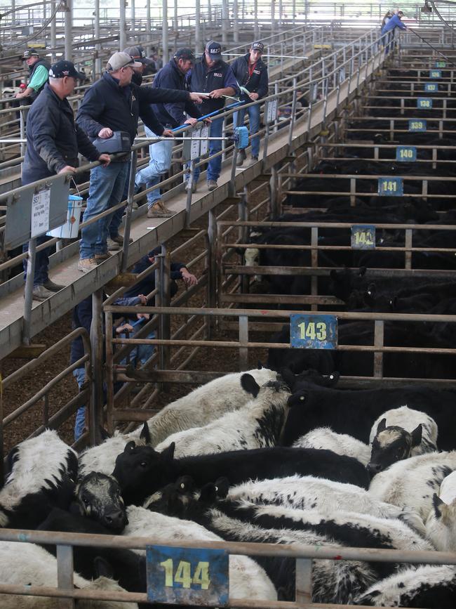 Livestock agents take the bids from the catwalk at Leongatha. Picture: Yuri Kouzmin