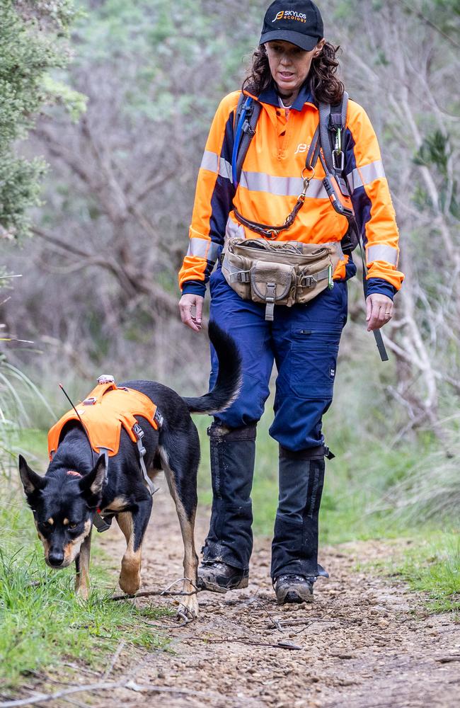 Fiona Jackson and Sonny look for fox scat and fox dens in Anglesea. Picture: Jake Nowakowski