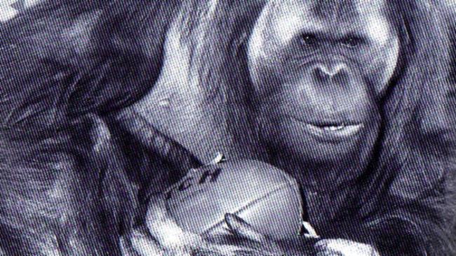 George the orangutan with his hessian bag and Australian Rules footy. Photo: The Advertiser