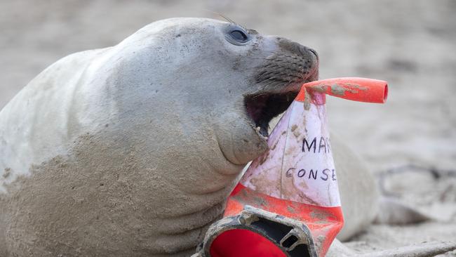 Neil the elephant seal is back on a beach near Hobart. Picture: Chris Kidd