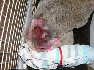 WARNING: GRAPHIC IMAGE. Clarence Valley Council is urging dog owners to keep their pets in their yards after a number of fatal dog attacks on koalas. Picture: Clarence Valley Council