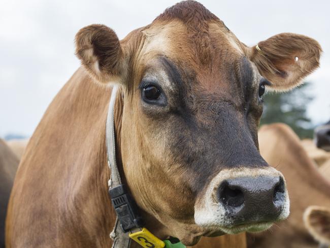 FARM: Gippsland JerseySallie Jones runs Gippsland Jersey and is a powerhouse in the dairy industry, having just opened a new processing plant in East Gippsland and is now making butter on top of her other dairy products.Pictured: Jersey cows on farm at Jindivick. Generic jersey cow. Milk.PICTURE: ZOE PHILLIPS