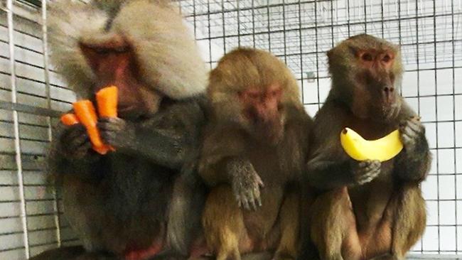 The three baboons were recaptured shortly after their dash for freedom. Picture: The Daily Telegraph