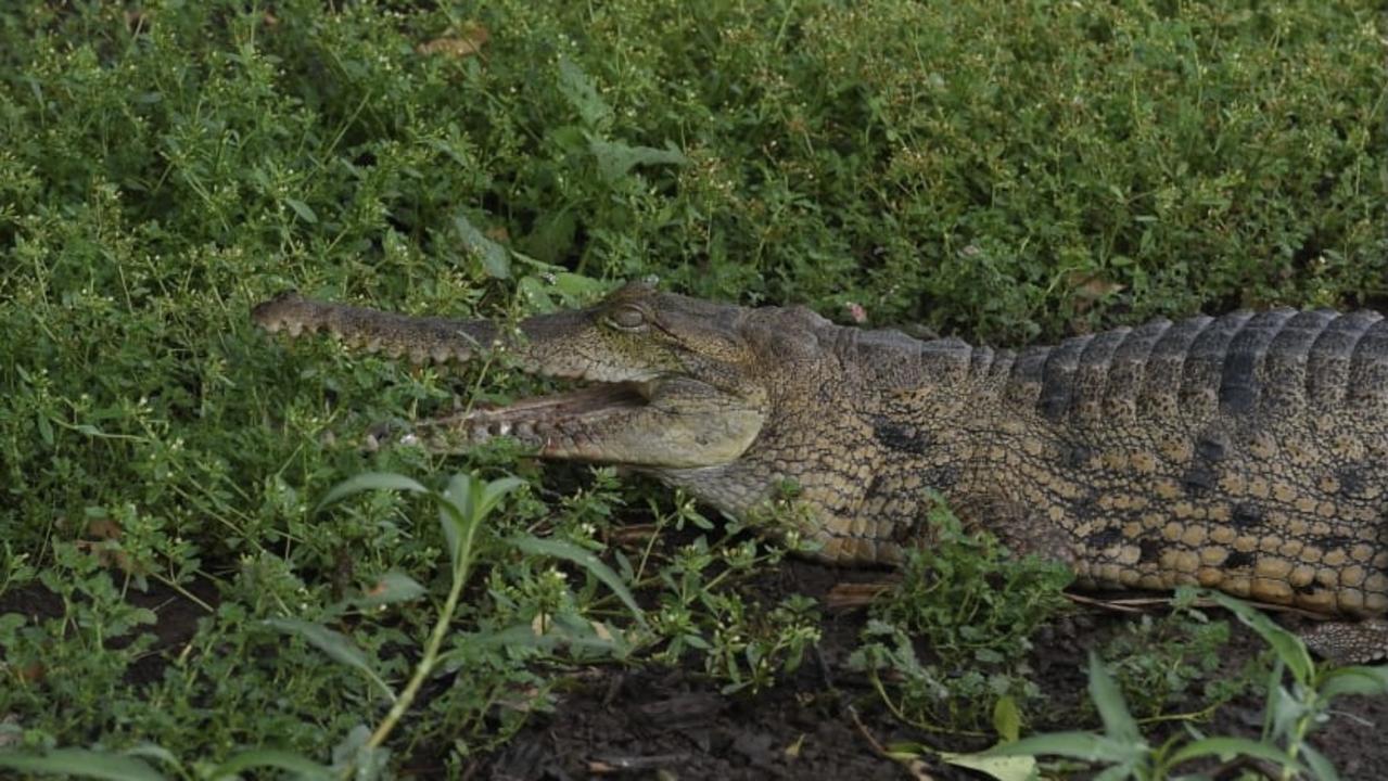 Rare freshwater croc seen in Kakadu's Yellow River Billabong. Picture: (A)manda Parkinson