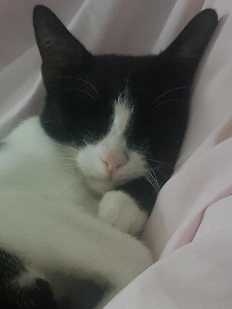 Sleepy time in the big bed. Picture: Shelley