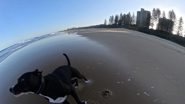 Ultra wide and a quick capture of the pooch on the move. Photo: Mark Furler