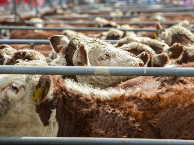 Hopes rise as calf price test nears