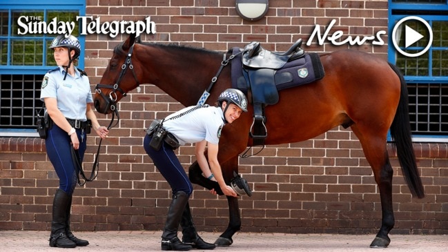 NSW Police horses wearing boots